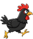 Black rooster